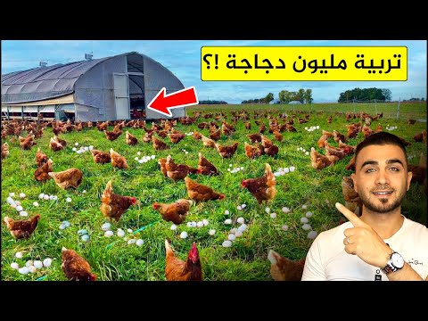 أغرب طريقة لتربية الدجاج 🐔 تربية الدجاج مثل الأغنام في مراعي حرة وواسعة 🤔لحم وبيض صحي!؟