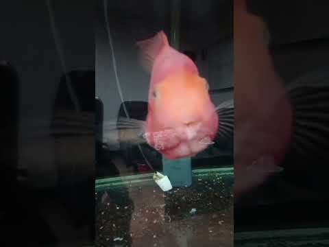 #shortvideo #fishpet