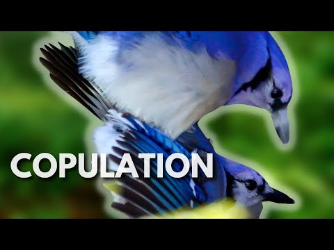 After 11 Years of Waiting I Finally Got To See Blue Jays Copulate