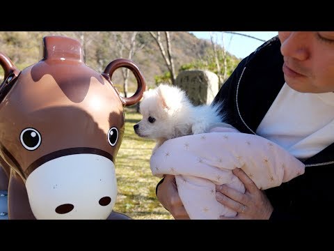 ドキドキ・・♡子犬を初めて公園お散歩に連れて行ったら・・【ぽこあぽこ】