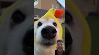 #funny #pets #cute #puppy #doggo #dog #eeveebork #trickshots #cutedog #shiba