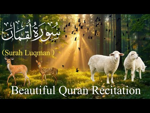 surah luqman//surah luqman for pregnancy//surah luqman live#quran