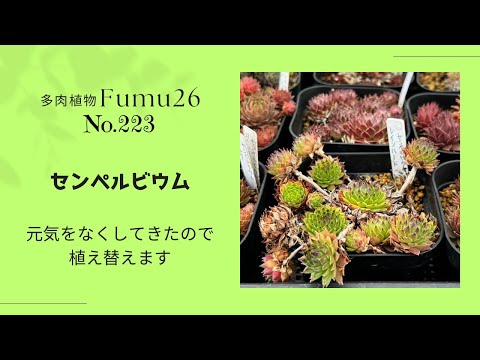 【多肉植物】増えて来たセンペルビウムを植え替えます✨