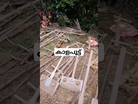 കാളപൂട്ട്