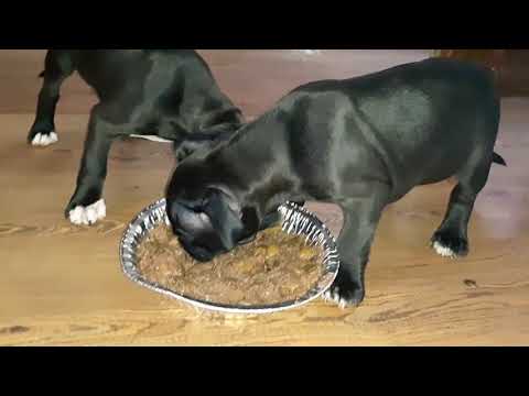 6 WEEK OLD PUPPY PITBULLS SHARING A BITE TO EAT