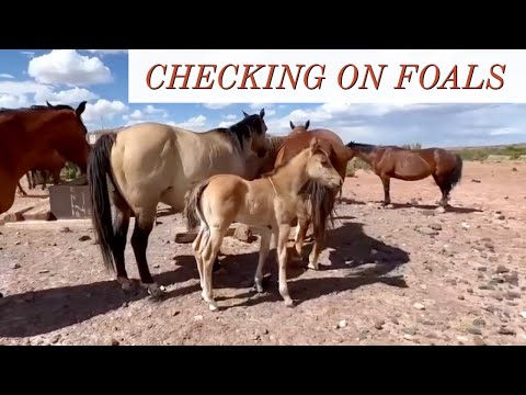 CHECKING ON MARES, FOALS, AND STUDS #quarterhorses #foals