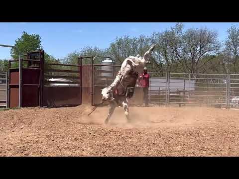 RL 310 - Yearling Bull