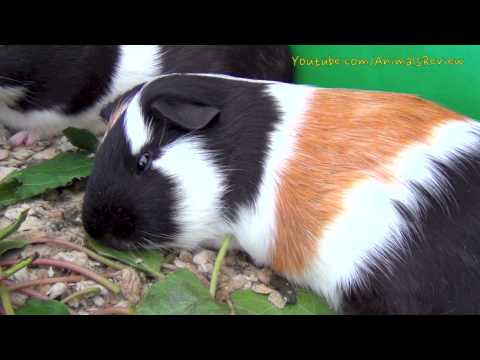 Sleepy Guinea Pig