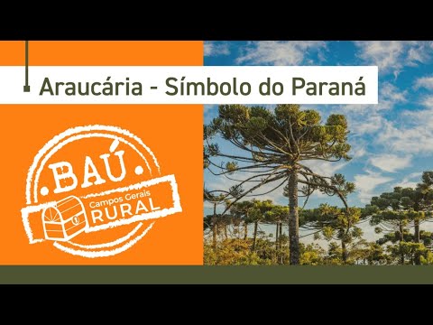 ARAUCÁRIA: Conheça as características da árvore símbolo do PR