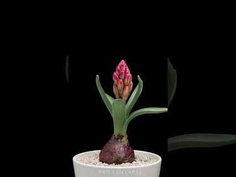 INCREDIBLE TIME LAPSE OF THE HYACINTH FLOWER BLOOMING #shorts