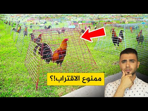 ديوك تُحقق لأصحابها ملايين الدولارات🐓 ستتمنى تربية هذه الديوك في مزرعتك😍