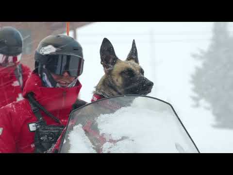 Avalanche Dogs Save the Holidays in Steamboat