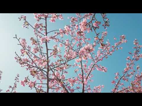 DJI Osmo Pocket 3で撮る淀の河津桜【short Vlog】