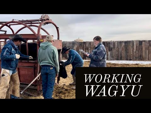 WORKING WAGYU COWS #jheartcattle #wagyu