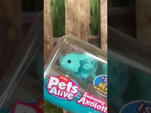 Zuru Pets Alive Swimming Axolot unboxing later today! #shorts #zurutoys #toys #axolotl