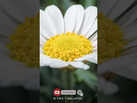 Chamomile flower Time Lapse #shorts