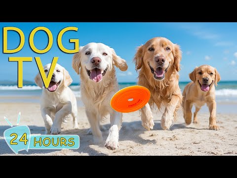 DOG TV: Video Endless Entertain for Dogs to Watch Anti-Anxiety & Boredom - Best Music for Dogs