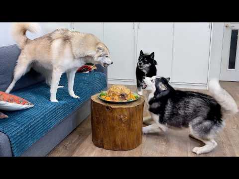 What Happens When Three Huskies Are Left Alone With a Baked Chicken!