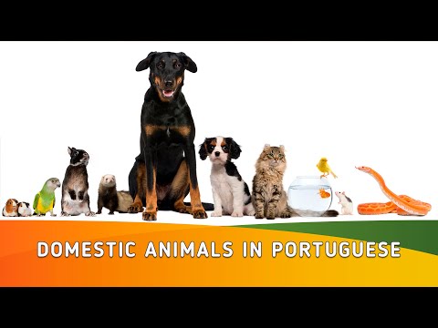 Animais Domésticos (Domestic Animals) in Portuguese