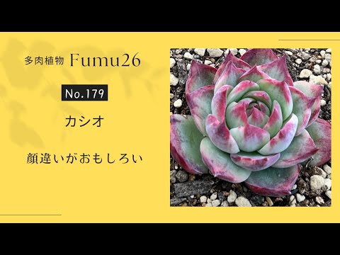 【多肉植物】カシオ鉢上げします