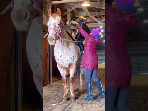 Getting My Appaloosa Ready For A Ride!