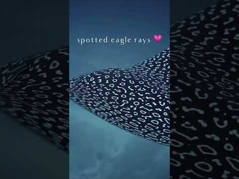 spotted eagle rays💗#beautiful #marinebiologist #ocean #viral #stingray #shorts #fypシ゚ #pinterest