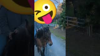 Just 2 friends riding #barn #horse #equestrian #horsebarn #horsesstable #quarterhorses #friends