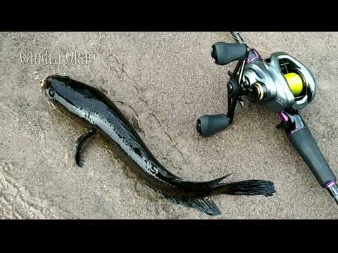 SHIMANO CURADO DC || CASTING IKAN GABUS DI SPOT RAWA INI BUAT BETAH BANYAK SAMBARAN