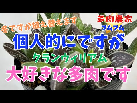 【多肉植物】変わっ多肉またありました‼️