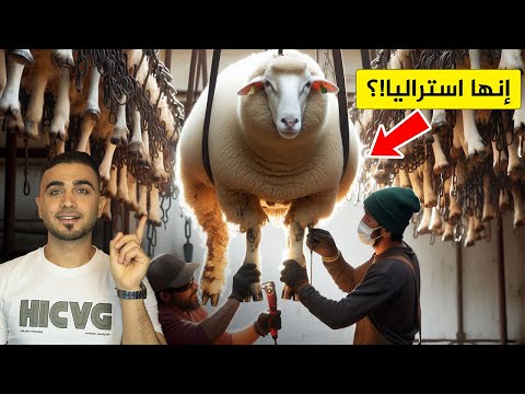 شاهد كيف يتم تربية 70 مليون رأس من الأغنام في أستراليا😱 تربية الأغنام بطريقة غريبة🤔معالجة لحم الغنم