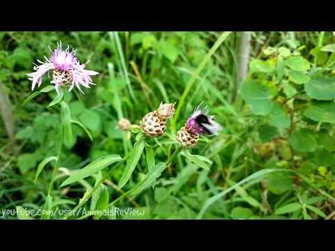 Bee and Flowers