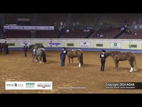 Select Performance Halter Mares - 2024 AQHA World Championship Show