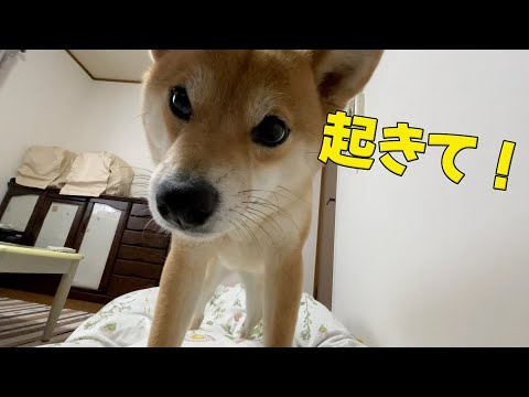 朝目覚めると柴犬がいる朝　夜はとてもおとなしいです