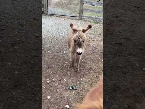 Mini horse vs. mini goats! 🐴🐐✨ Baby animals sharing a pen, but the goats aren’t backing down!