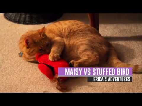 Maisy the Cat vs Bird