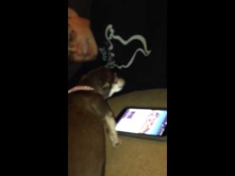 Dog not let me use my nook hd