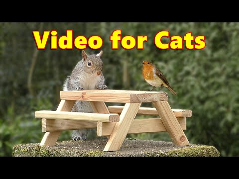 Videos for Cats to Watch Birds & Squirrels ~ Cat TV Picnic Table Fun