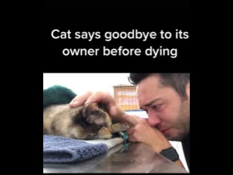 Owner is lucky he can say his last goodbye*EMOTIONAL*|#shorts