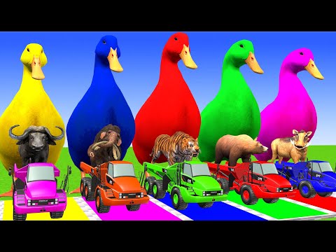 5 Giant Duck & Wild Animals Cage Game Cow Gorilla Rhinoceros Elephant Sheep Crossing Fountain