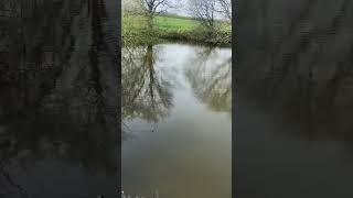 Hidden pond with large carp watch size off them part 1#carpfishing #carparkingmultiplayer #carp