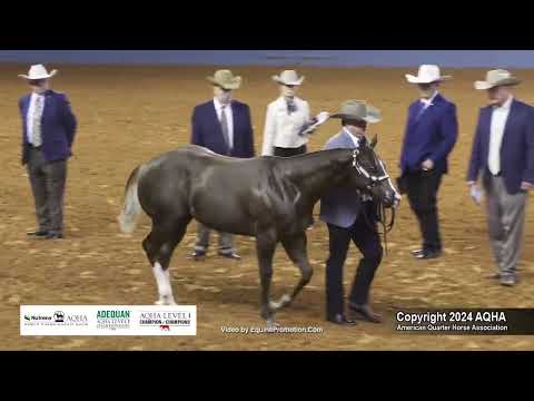 Weanling Geldings - 2024 AQHA World Championship Show