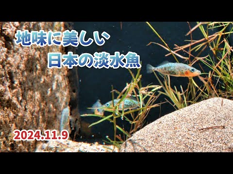 日本淡水魚の美しさ