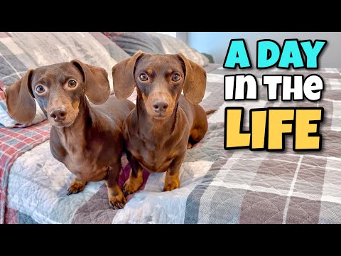 OUR DAILY ROUTINE: Day in the Life of a Mini DACHSHUND Duo