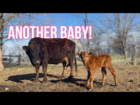 ROSIE HAD HER BABY!! Calf Birth