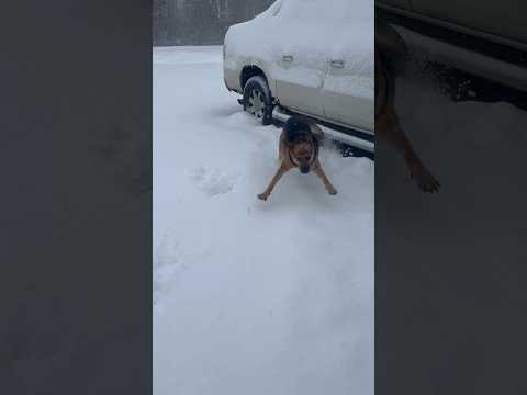 She loves playing in the snow ❤️❄️ #viral #cutedog #dog #snow #winter