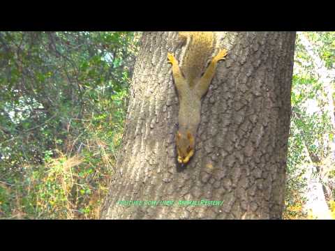 Squirrel Eating Peanut on Tree Upside Down