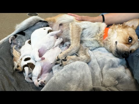 Dog found in wrecked bus suprises shelter with puppies 😳 (LIVE 🔴)