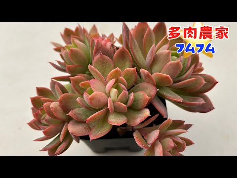 【多肉植物】ルエラでお手軽ポット植え替え〜✨