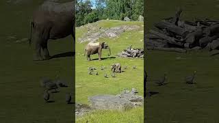 Cute Baby Elephant Trips While Playing With Birds