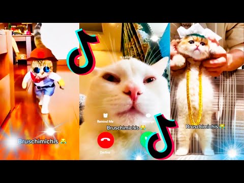 🤣 Mejores Videos de Gatos Bruschimichis | Compilación Divertida de Gatos Graciosos